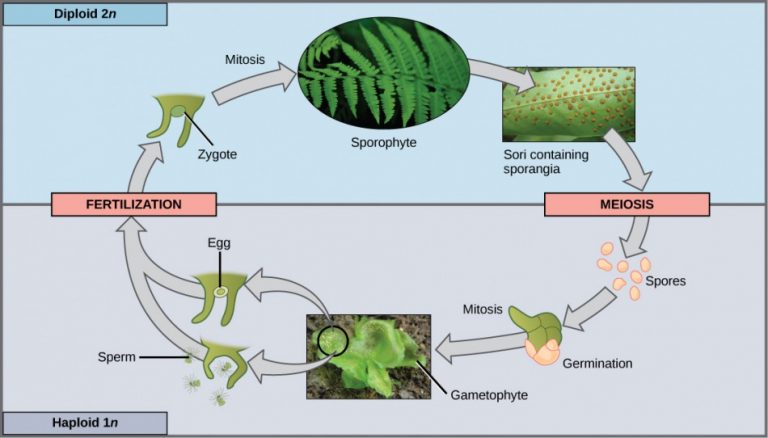 The Plant Kingdom – Introductory Biology: Evolutionary And Ecological ...