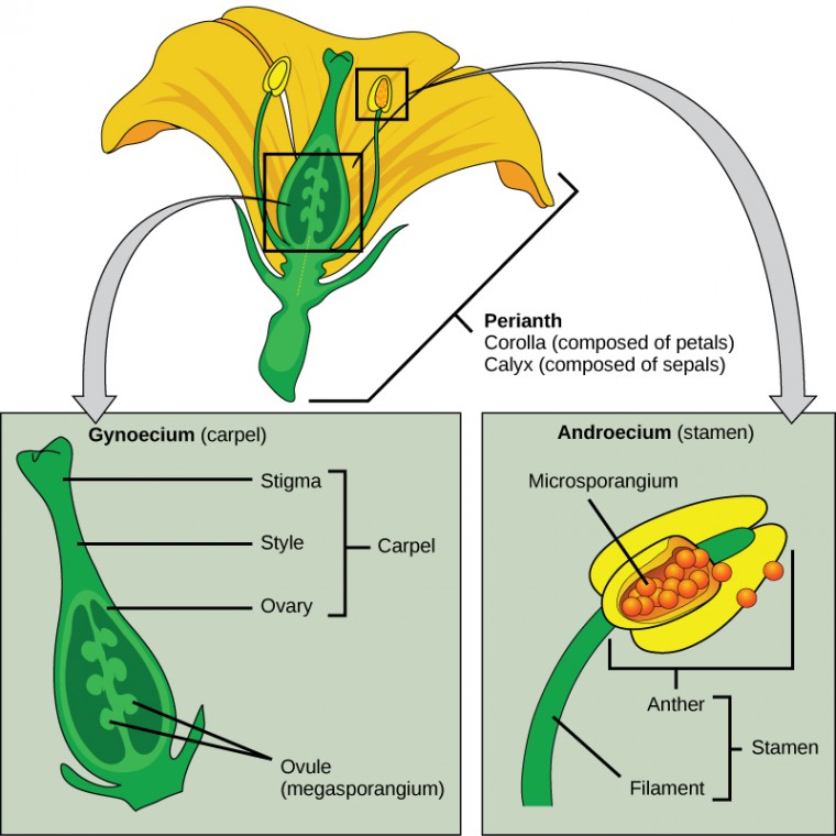 Illustration shows a cross section of a flower, with enlargements of the male and female structures.