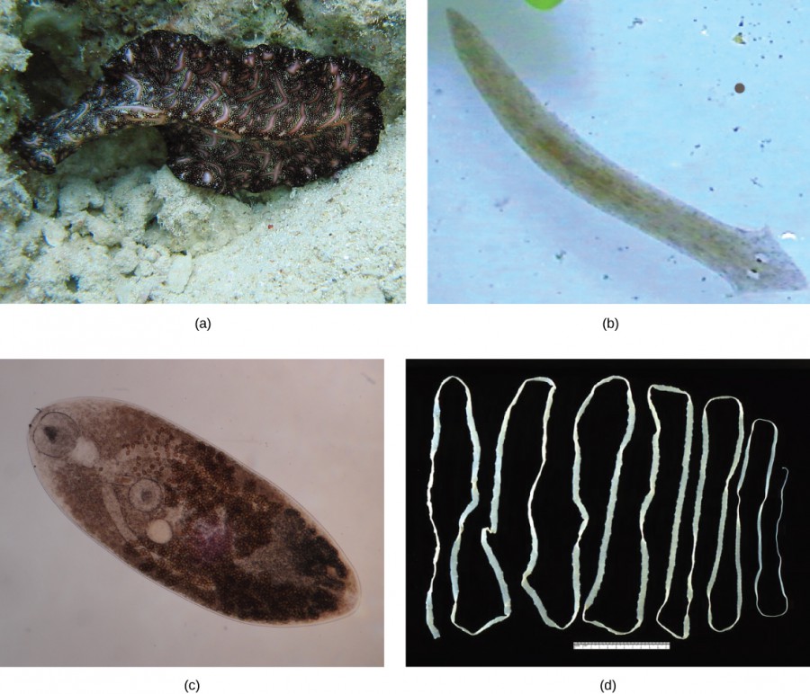 Four photos of flatworms are depicted. Photo a shows a dark, opaque, wavy-edged, speckled flatworm, about three times as long as it is wide. Photo b shows a transparent, brown flatworm, with a length about eight times the width, and a slightly arrow-shaped head with two eyes. Photo c shows an oval, transparent brown flatworm, with a circular sucker at the front end and one near the middle. Photo d shows a very long, narrow, flat, white tapeworm.