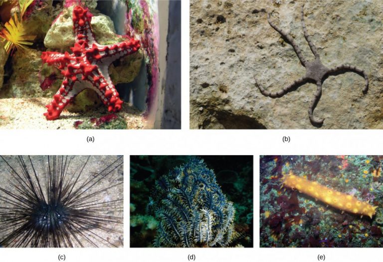 Echinoderms And Chordates – Introductory Biology: Evolutionary And ...