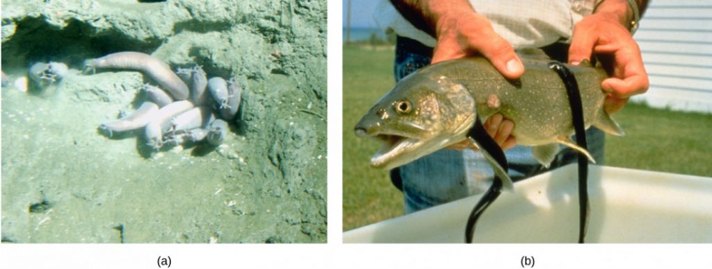 Photo a shows wormlike hagfish clustered in a muddy hole. Photo b shows leech-like sea lampreys latched onto a large fish.