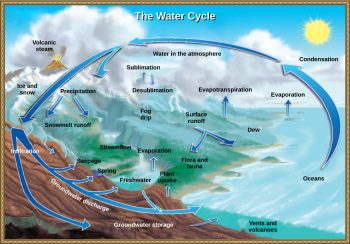 Biogeochemical Cycles – Introductory Biology: Evolutionary and ...