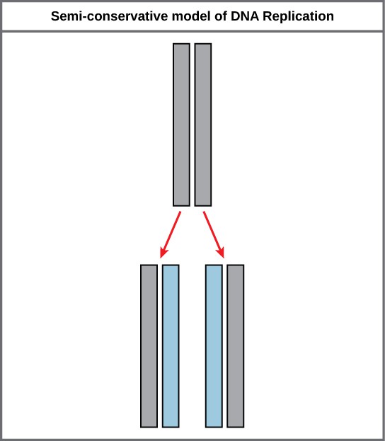 Illustration shows the semiconservative model of DNA synthesis. In the semi-conservative model, each newly synthesized strand pairs with a parent strand.