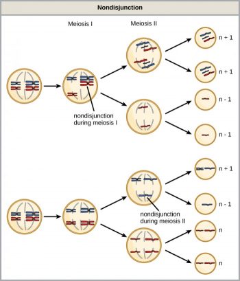 Errors in Meiosis – Introductory Biology: Evolutionary and Ecological ...