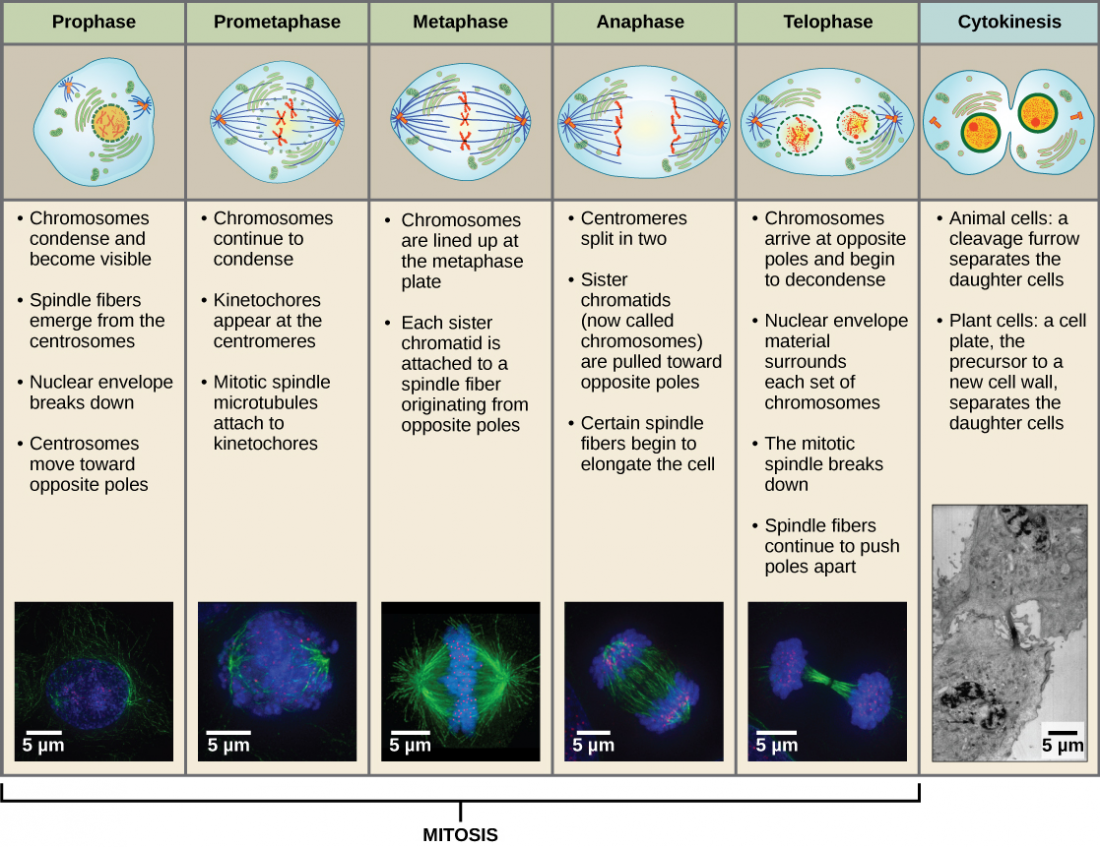 The Cell Cycle Introductory Biology Evolutionary And Ecological