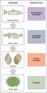 Waterford’s Energy Flow Through Ecosystems – Introductory Biology ...