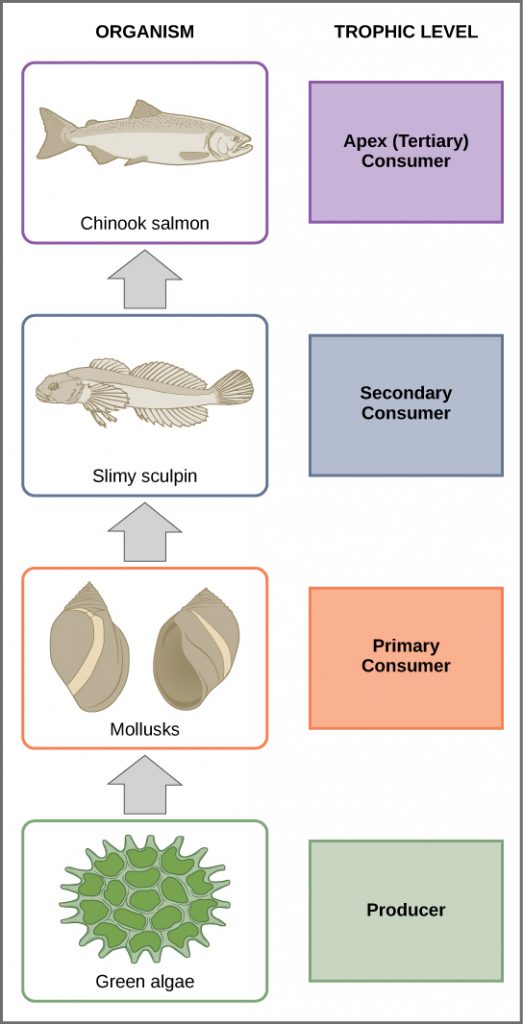 In this illustration, the bottom trophic level is green algae, which is the primary producer. The primary consumers are mollusks, or snails. The secondary consumers are small fish called slimy sculpin. The tertiary and apex consumer is Chinook salmon.