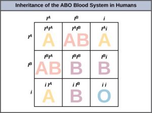 Extensions Of The Laws Of Inheritance – Introductory Biology ...