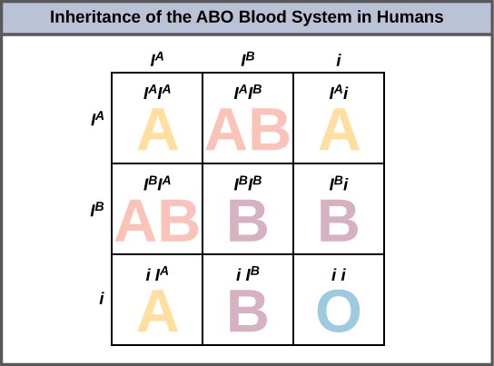 A Punnett square showing the possible genotype and phenotypes of the ABO blood types in humans.