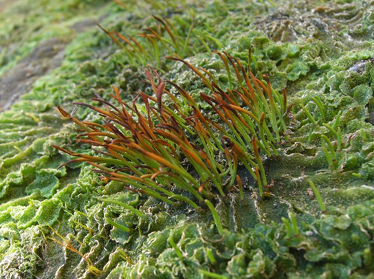 The base of the hornwort plant has a wrinkled appearance. A cluster of slender green stalks with brown tips grows from this wrinkled mass.