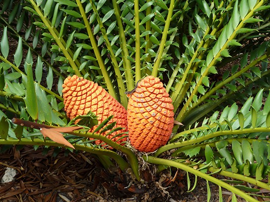 Photo shows a cycad with leaves resembling those of a palm tree. The compound leaves radiate out from a central trunk. Two large orange cones are in the center.