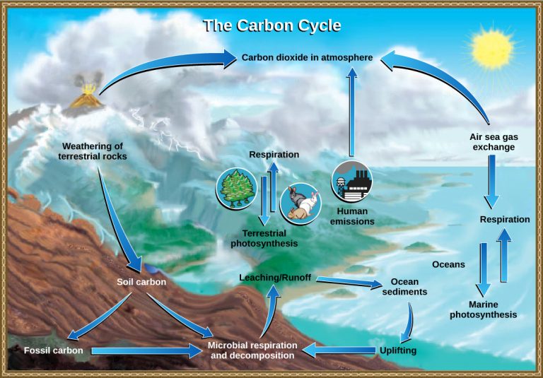 Biogeochemical Cycles – Introductory Biology: Evolutionary and ...