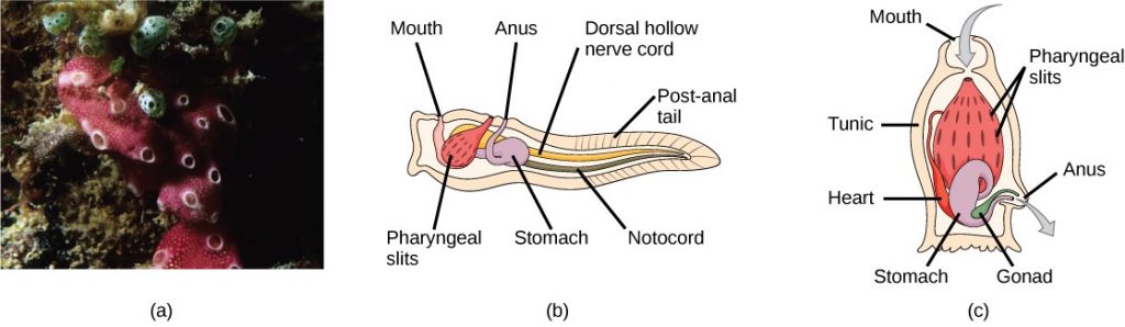 Photo a shows tunicates, which are sponge-like in appearance and have a few holes along the surface. Illustration b shows the tunicate larval stage, which resembles a tadpole, with a post-anal tail at the narrow end. A dorsal hollow nerve cord runs along the upper back, and a notochord runs beneath the nerve cord. The digestive tract starts with the mouth at the front of the animal connected to a stomach. Above the stomach is the anus. The pharyngeal slits, which are located between the stomach and mouth, are connected to an atrial opening at the top of the body. Illustration c shows an adult tunicate, which resembles a tree stump anchored to the bottom. Water enters through the mouth at the top of the body and passes through the pharyngeal slits, where it is filtered. Water then exits through another opening at the side of the body. The heart, stomach, and gonad are tucked beneath the pharyngeal slits.