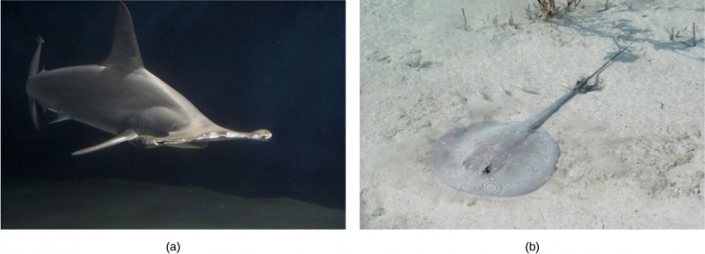 Photo a shows a shark with a wide snout. Photo b shows a stingray with a long, thin body and a circular head, resting on the sandy bottom