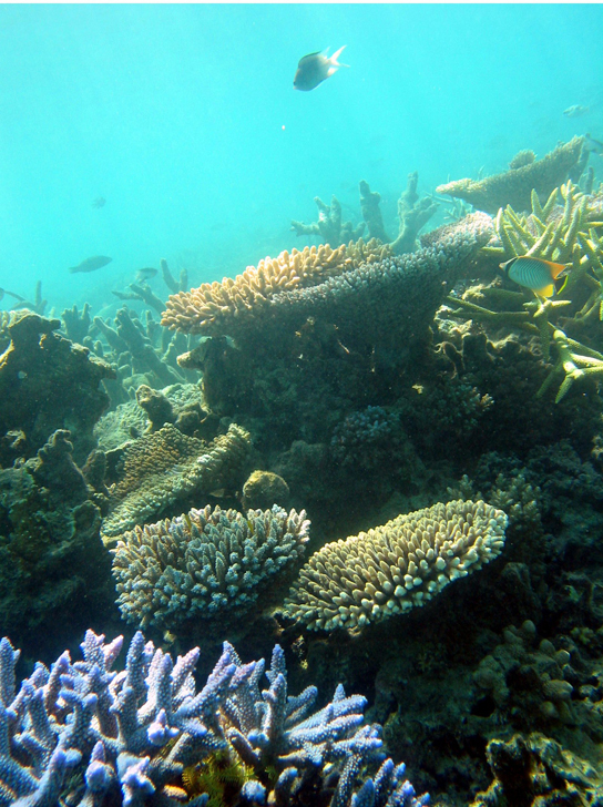 In this photo, several fish swim among coral. The coral at the front of the photo is blue with branched arms. Further back are anvil-shaped corals and antler-shaped corals in varying colors.