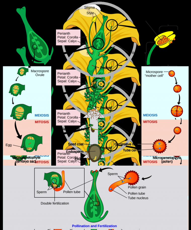 Seed Plants: Angiosperms – Introductory Biology: Evolutionary And ...