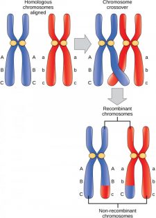 Meiosis – Introductory Biology: Evolutionary and Ecological Perspectives