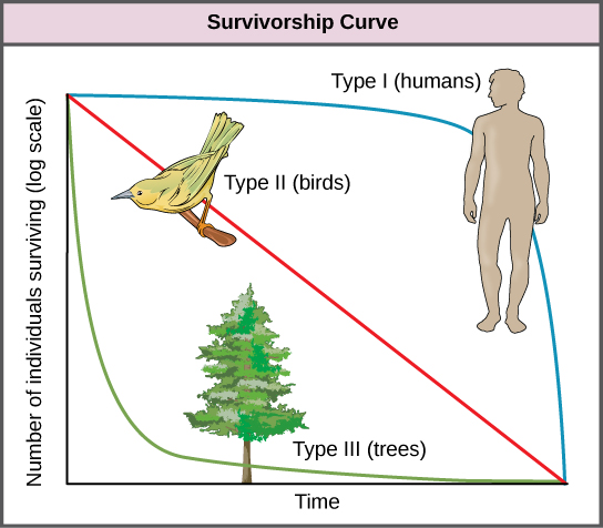 Graph plots the log of number of individuals surviving versus time. Three curves are shown, representing type I, type II, and type III survivorship patterns. Birds exhibit a type II survivorship curve, which decreases linearly with time. Humans show a type I survivorship curve, which starts with a gentle slope that becomes increasingly steep with time. Trees show a type III survivorship pattern, which starts with a steep slope that becomes less steep with time.