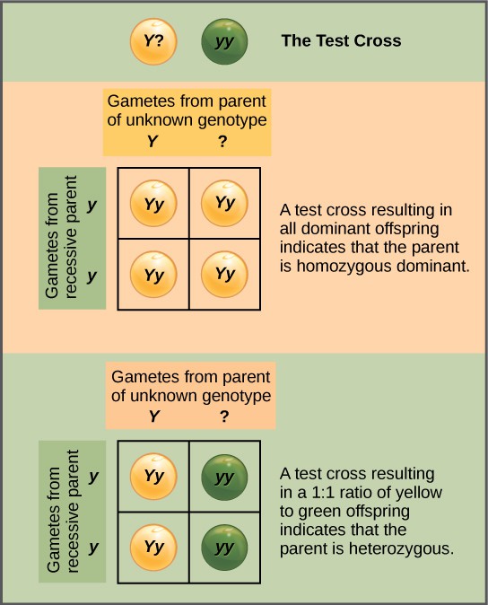 In a test cross, a parent with a dominant phenotype but unknown genotype is crossed with a recessive parent. If the parent with the unknown phenotype is homozygous dominant, all the resulting offspring will have at least one dominant allele. If the parent with the unknown phenotype is heterozygous, 50 percent of the offspring will inherit a recessive allele from both parents and will have the recessive phenotype.
