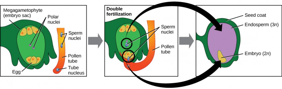 Illustration shows three panels. The first has a megagametophyte (embryo sac) with an egg at the bottom and 2 polar nuclei in the middle of the sac. A pollen tube containing a tube nucleus and 2 sperm nuclei is beside the embryo sac. The second panel shows the pollen tube penetrating the embryo sac and releasing the 2 sperm nuclei into the sac. One sperm nucleus fertilizes the 2 polar nuclei, and one sperm fertilizes the egg. The tube nucleus degenerates. The third panel shows the 2 n embryo developed from the fertilized egg, and the 3 n endosperm developed from the fertilization of the 2 polar nuclei. The seed coat has developed from the tissue surrounding the embryo sac.