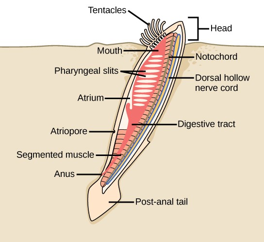 The illustration shows a lancelet with the head protruding from the sand, and the rest of the body buried. On the head, tentacles surround the mouth. The mouth leads to the digestive tract. The anus is located just before the post-anal tail. The pharyngeal slits are next to the atrium, which empties into the atriopore. The body has segmented muscles running along it from top to bottom.