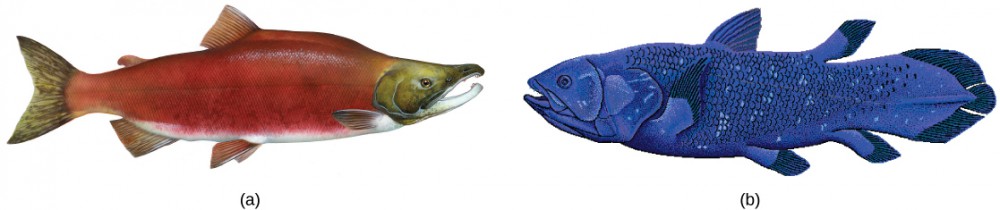 The illustration compares a bright red salmon (a) and a blue coelacanth (b), both of which are similar in shape and have fins.