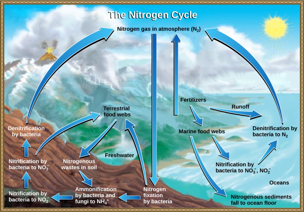  The illustration shows the nitrogen cycle. Nitrogen gas from the atmosphere is fixed into organic nitrogen by nitrogen fixing bacteria. This organic nitrogen enters terrestrial food webs. It leaves the food webs as nitrogenous wastes in the soil. Ammonification of this nitrogenous waste by bacteria and fungi in the soil converts the organic nitrogen to ammonium ion (NH4 plus). Ammonium is converted to nitrite (NO2 minus), then to nitrate (NO3 minus) by nitrifying bacteria. Denitrifying bacteria convert the nitrate back into nitrogen gas, which reenters the atmosphere. Nitrogen from runoff and fertilizers enters the ocean, where it enters marine food webs. Some organic nitrogen falls to the ocean floor as sediment. Other organic nitrogen in the ocean is converted to nitrite and nitrate ions, which is then converted to nitrogen gas in a process analogous to the one that occurs on land.