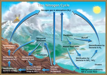 Biogeochemical Cycles – Introductory Biology: Evolutionary and ...