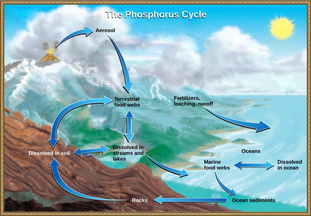 How Do Animals Affect The Phosphorus Cycle