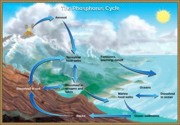 Biogeochemical Cycles – Introductory Biology: Evolutionary and ...