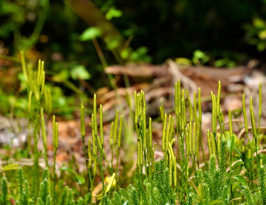 In the photo club moss stems have the appearance of long, slender stalks.
