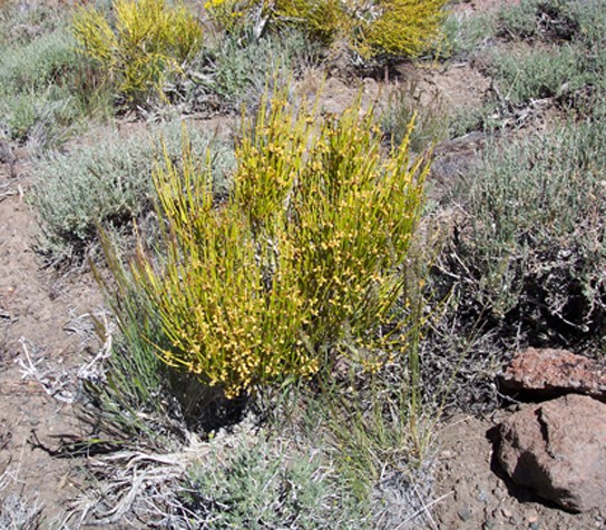 Photo shows Mormon tea, a short, scrubby plant with yellow branches radiating out from a central bundle.