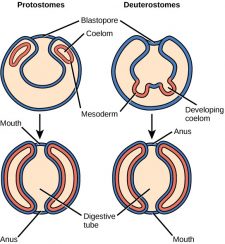 anus develops from blastopore