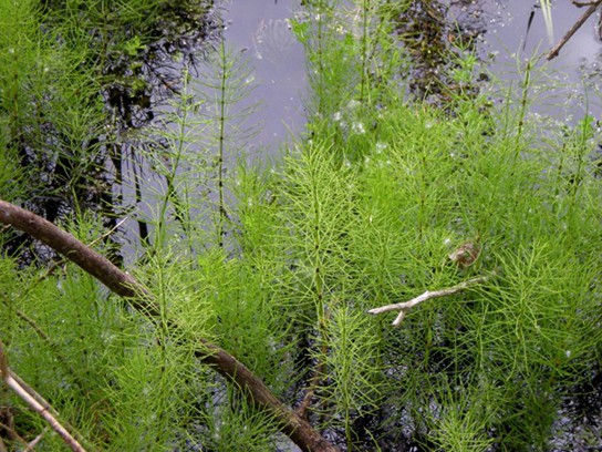 In the photo horsetails are bushy and grow in water.