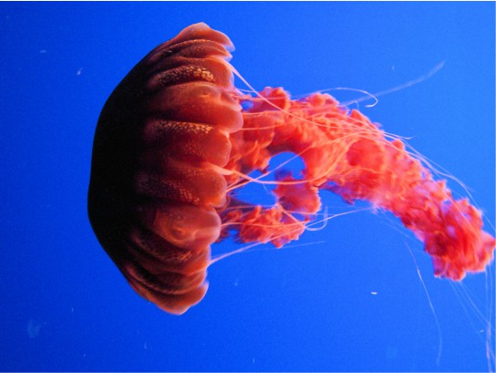 A photo of a bright red jellyfish with a dome-shaped body. Long tentacles drift from the bottom edge of the dome, and ribbon-like appendages trail from the middle of the body.