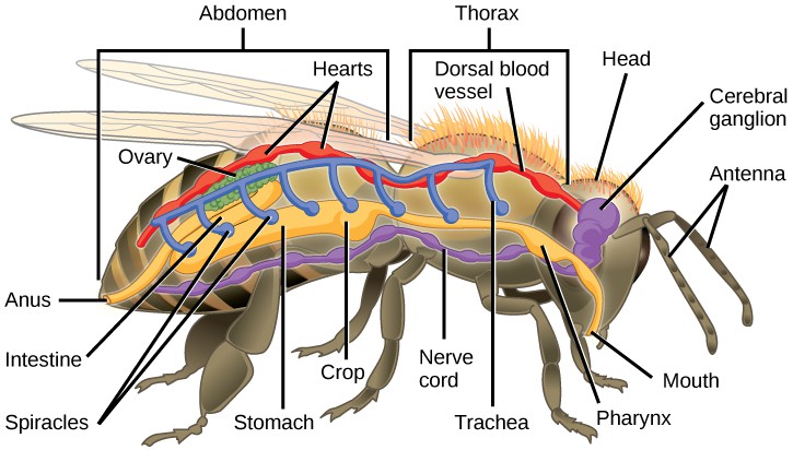 The illustration shows the anatomy of a bee. The digestive system consists of a mouth, pharynx, stomach, intestine, and anus. The respiratory system consists of spiracles, or openings, along the side of the bee’s body that connect to tubes that run up and join a larger dorsal tube that connects all the spiracles together. The circulatory system consists of a dorsal blood vessel that has multiple hearts along its length. The nervous system consists of a cerebral ganglion in the head that connects to a ventral nerve cord.