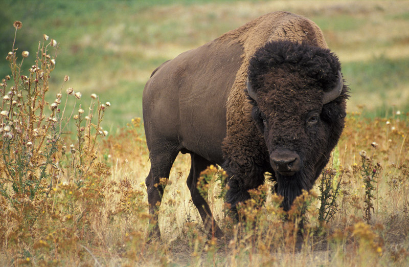 Photo depicts a bison, which is dark brown in color with an even darker head. The hind part of the animal has short fur, and the front of the animal has longer, curly fur.