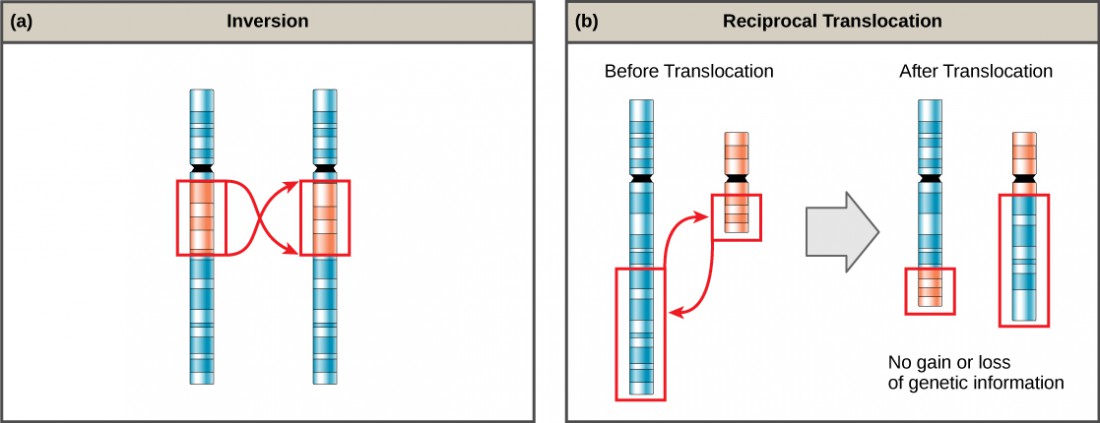 Errors In Meiosis – Introductory Biology: Evolutionary And Ecological ...