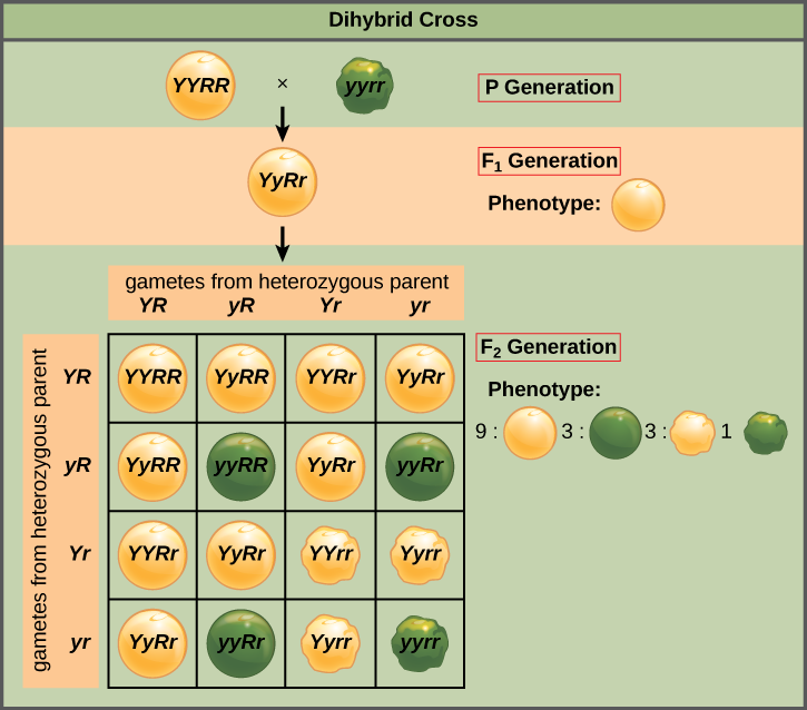This illustration shows a dihybrid cross between pea plants. In the P generation, a plant that has the homozygous dominant phenotype of yellow, round peas is crossed with a plant with the homozygous recessive phenotype of green, wrinkled peas. The resulting F_{1} offspring have a heterozygous genotype and yellow, round peas. Self-pollination of the F_{1} generation results in F_{2} offspring with a phenotypic ratio of 9:3:3:1 for round–yellow, round–green, wrinkled–yellow, and wrinkled–green peas, respectively.