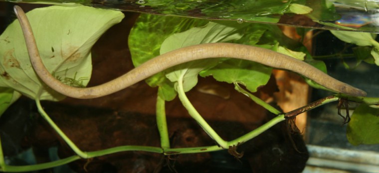 The photo shows a large worm-like animal in an aquarium. The body is segmented, and it has a small mouth and very small eyes.