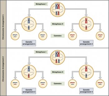 Laws Of Inheritance – Introductory Biology: Evolutionary And Ecological ...