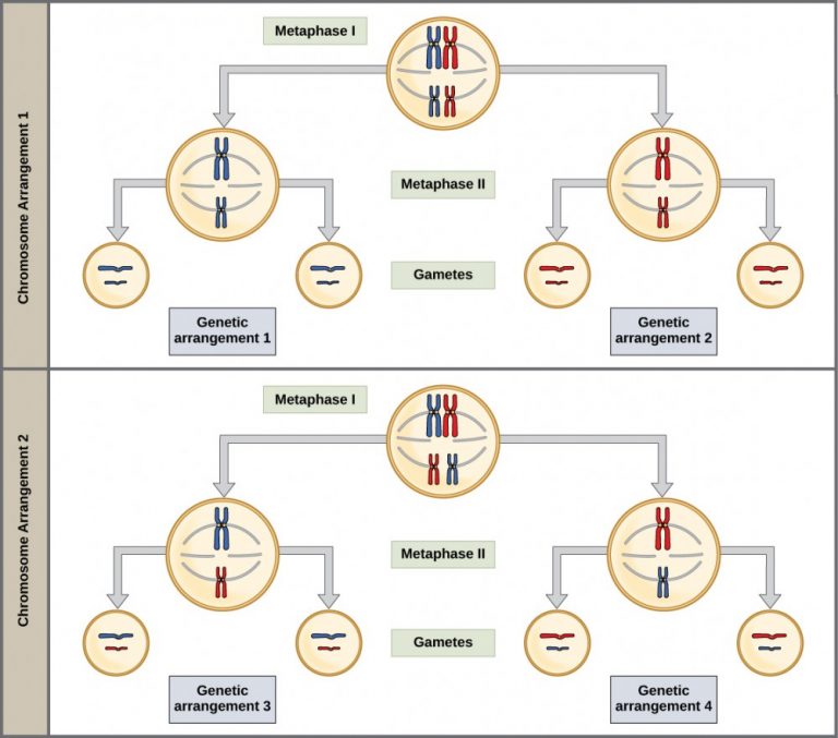 Laws Of Inheritance – Introductory Biology: Evolutionary And Ecological ...