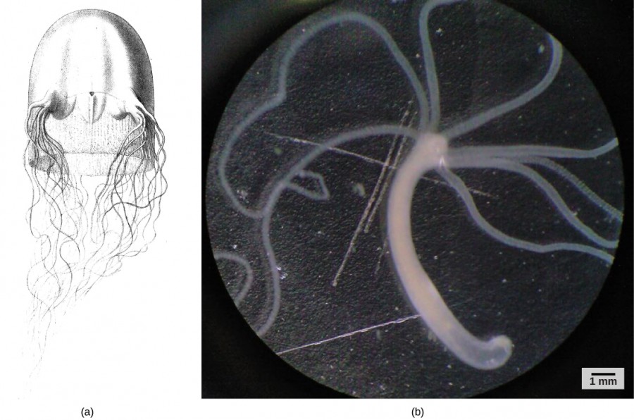 Part a shows an illustration of a Chirodropus gorilla box jellyfish. It has a tall, square dome with four pedalia, clusters of tentacles hanging down, and a delicate skirt inside. Part b is a light microscopy photo of a hydra, which is a long tubular stalk with eight long, thin, radially arranged tentacles at one end.