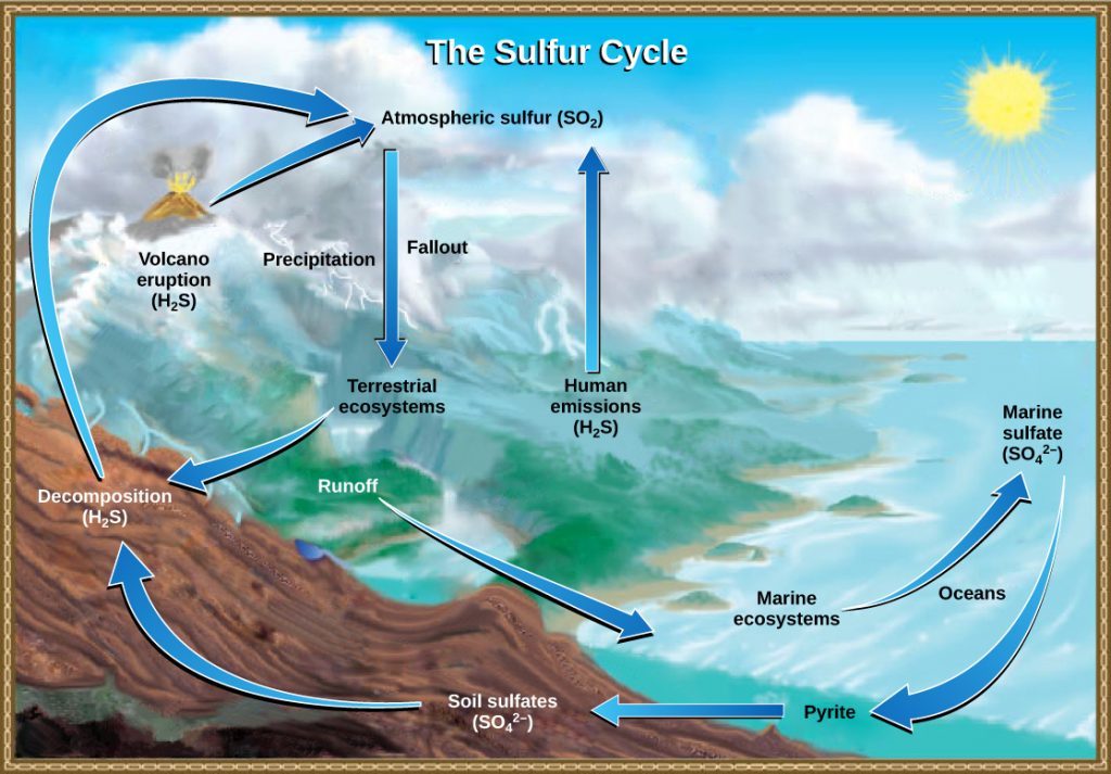 The illustration shows the sulfur cycle. Sulfur enters the atmosphere as sulfur dioxide (SO2) via human emissions, decomposition of H2S, and volcanic eruptions. Precipitation and fallout from the atmosphere return sulfur to the earth, where it enters terrestrial ecosystems. Sulfur enters the oceans via runoff, where it becomes incorporated in marine ecosystems. Some marine sulfur becomes pyrite, which is trapped in sediment. If uplifting occurs, the pyrite enters the soil and is converted to soil sulfates.