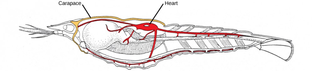 An illustration of a midsagittal cross-section of a crayfish shows the carapace around the cephalothorax and the heart in the dorsal thorax area.