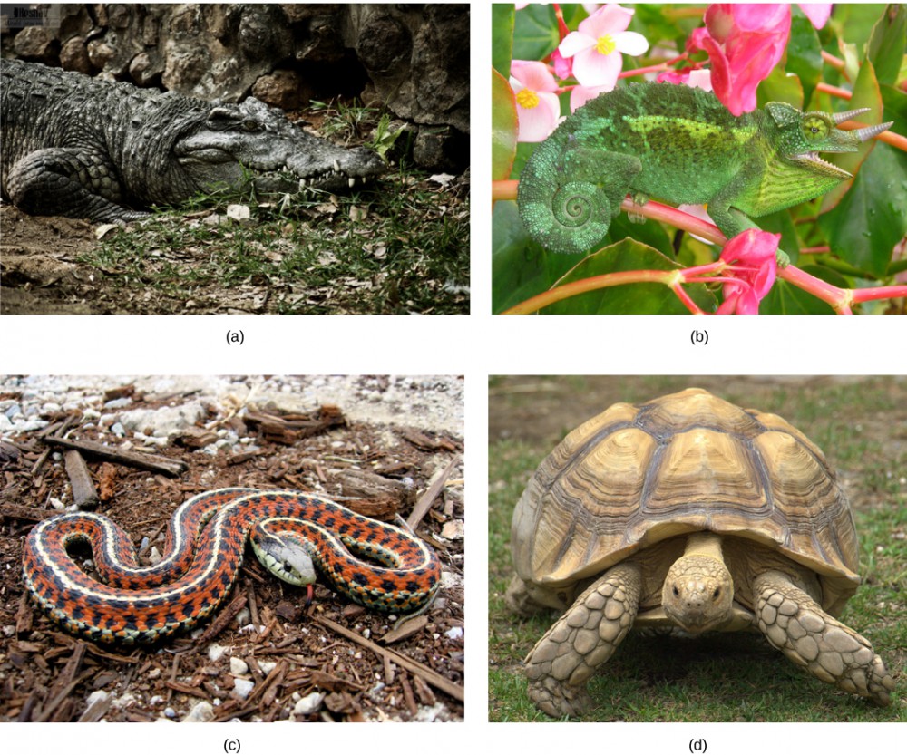 Photo a shows a crocodile sitting in the mud. Photo b shows a green lizard with its tail curled like a snail shell. The lizard has two horns and matches the leaves of the plant on which it sits. Photo c shows a snake with orange and black bands and white stripes. Photo d shows a very large tortoise.