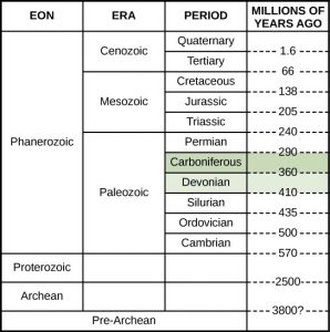 Seedless Plants – Introductory Biology: Evolutionary and Ecological ...