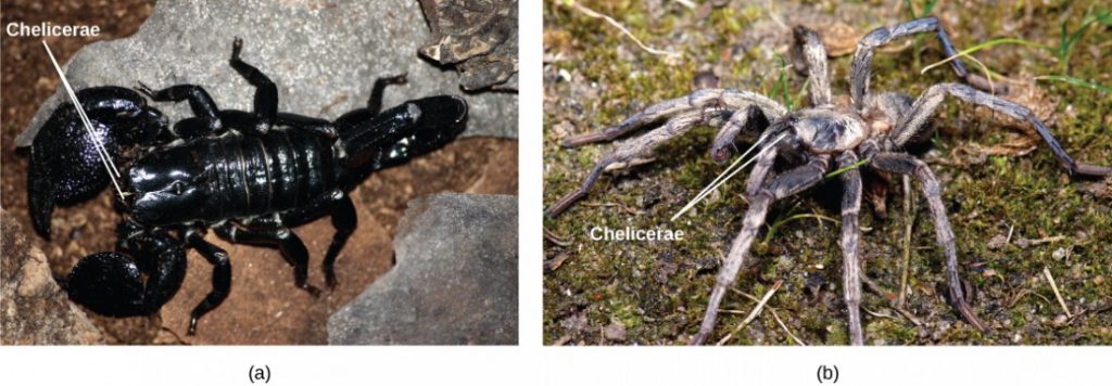 Photo a shows a black, shiny scorpion. Photo b shows a spider with a thick, hairy body and eight long legs.
