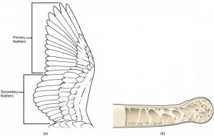 Vertebrates – Introductory Biology: Evolutionary and Ecological ...