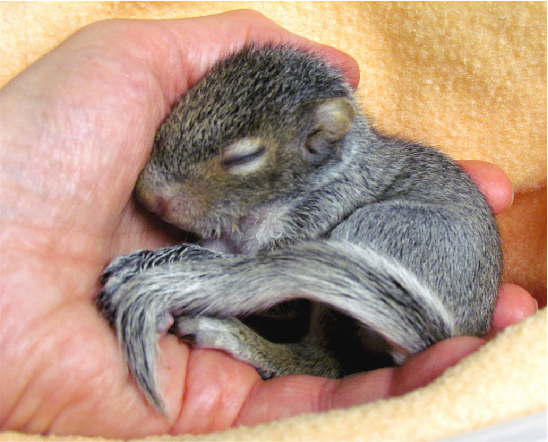 The Cutest Animals That Fit Right on Your Finger Baby squirrel, Baby animals fun